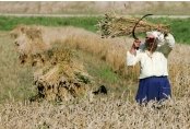 wheatharvest.jpg